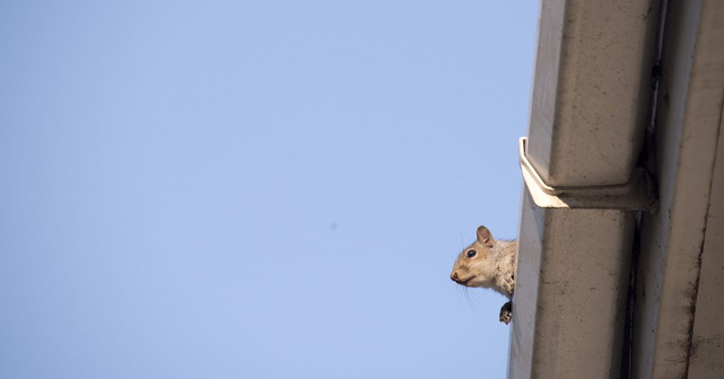 what to do if pests damage your roof