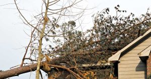 What You Should Do If A Tree Falls On Your Roof